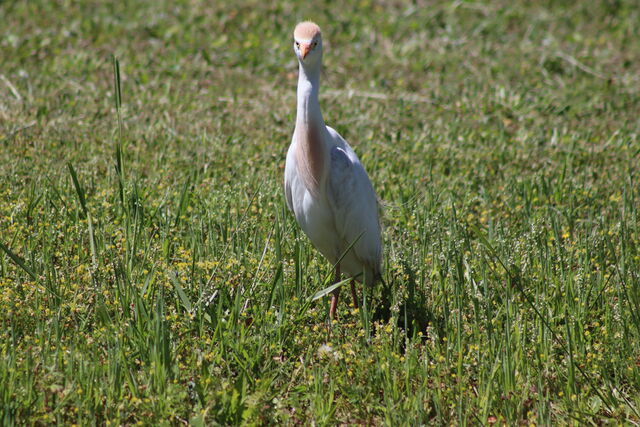 Western Cattle-Egret