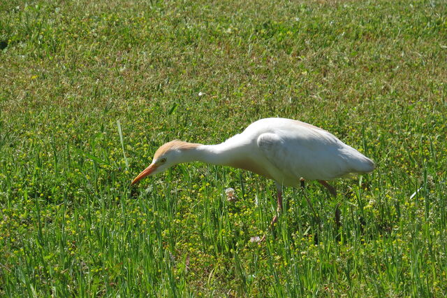 Western Cattle-Egret