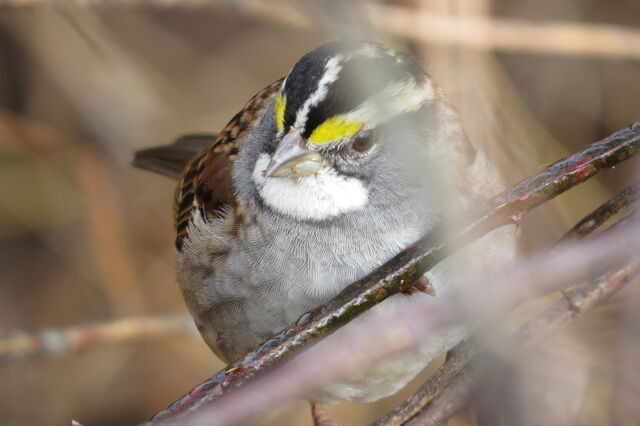 White-throated Sparrow