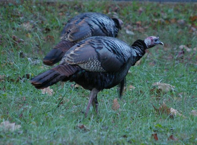 Wild Turkey