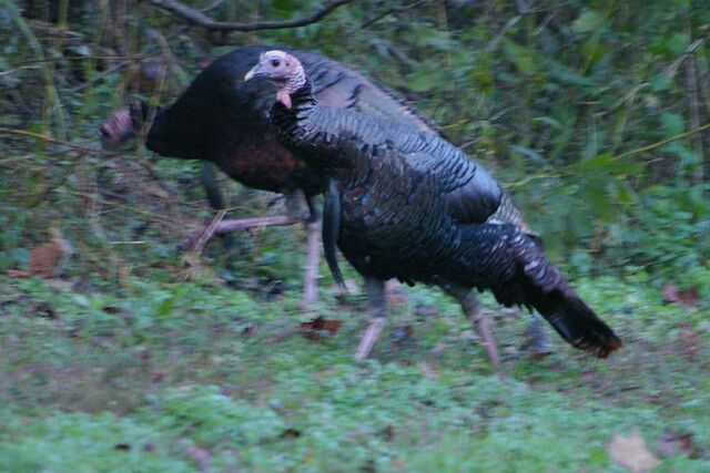 Wild Turkey