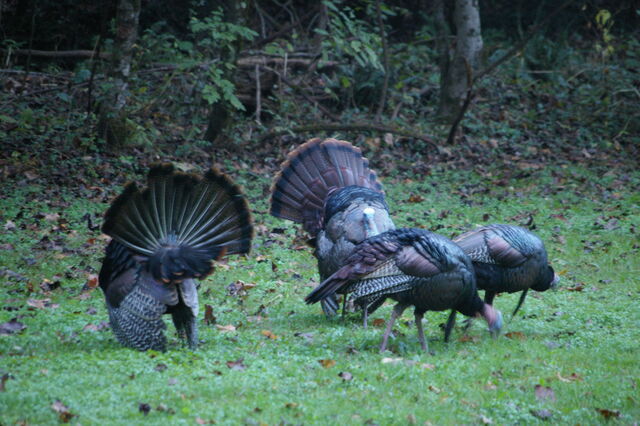 Wild Turkey