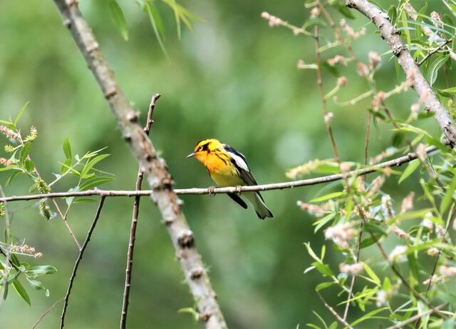 Blackburnian Warbler