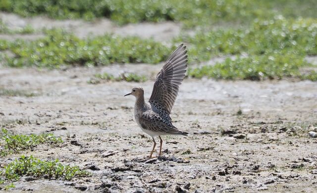 Buff-breasted Sandpiper
