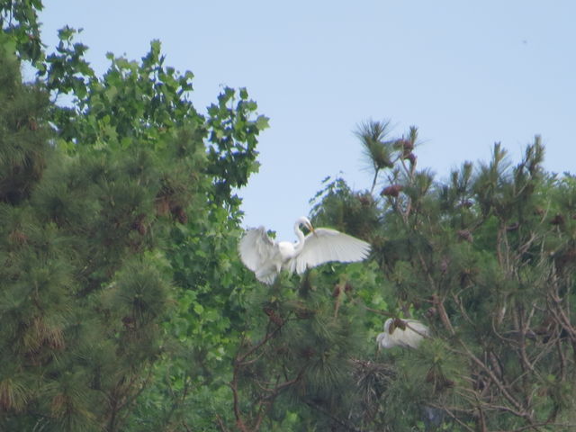 Great Egret