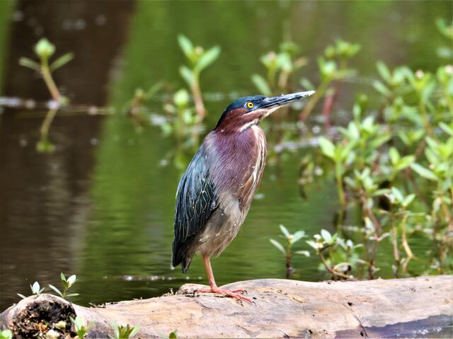 Green Heron