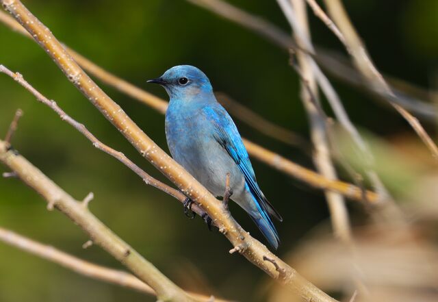 Mountain Bluebird