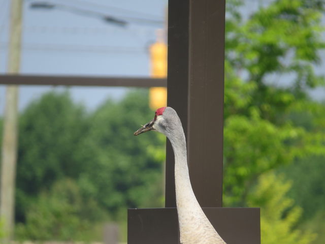 Sandhill Crane