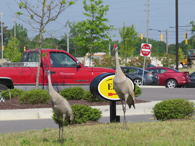 Sandhill Crane