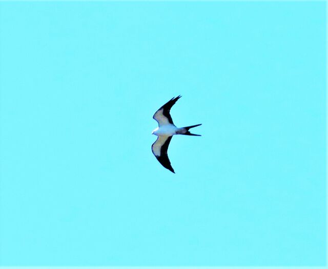 Swallow-tailed Kite