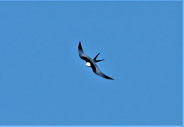 Swallow-tailed Kite