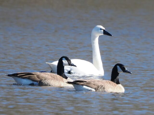 Tundra Swan
