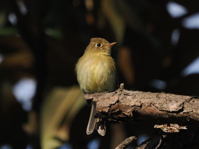 Western Flycatcher