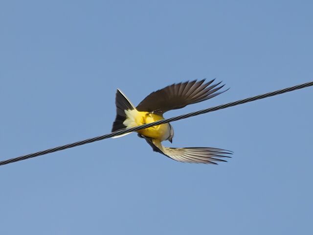 Western Kingbird