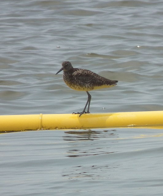 Willet