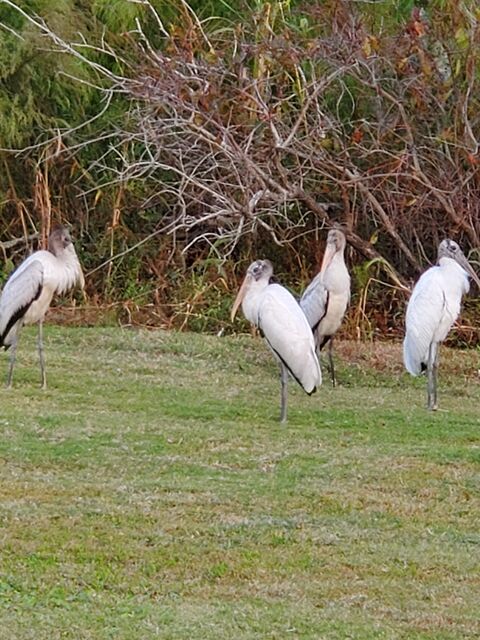 Wood Stork