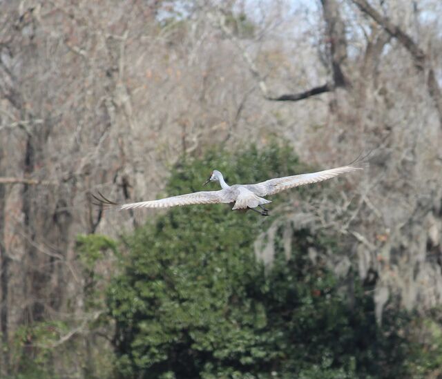 Sandhill Crane