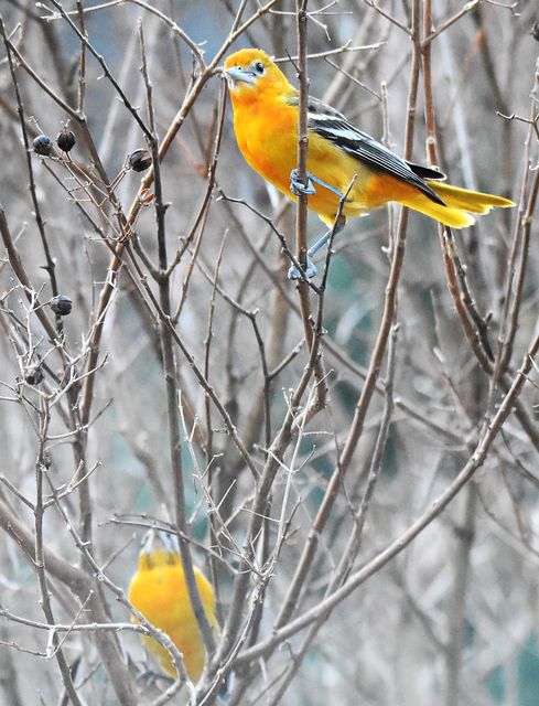 Baltimore Oriole