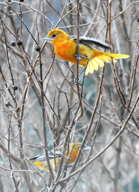 Baltimore Oriole