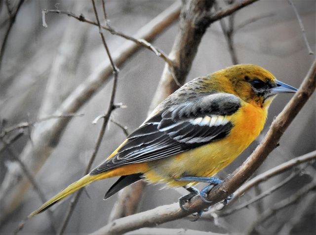 Baltimore Oriole