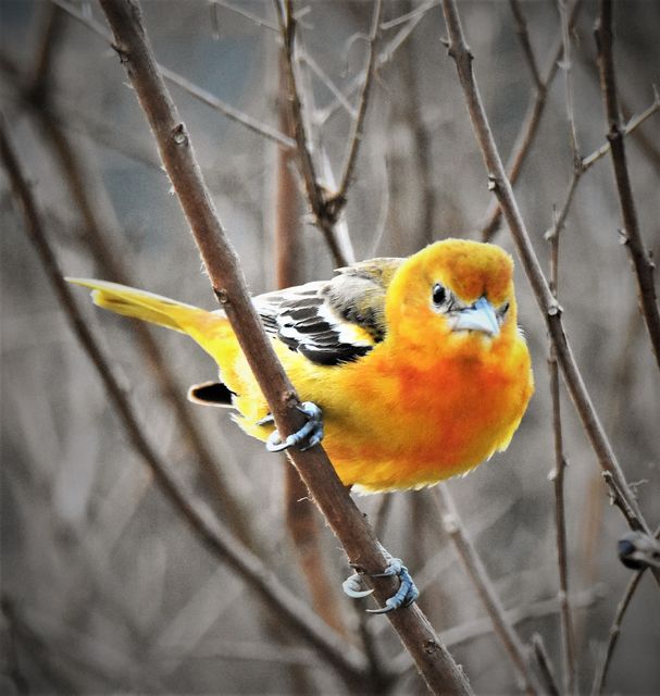 Baltimore Oriole