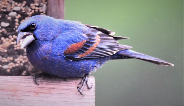 Blue Grosbeak