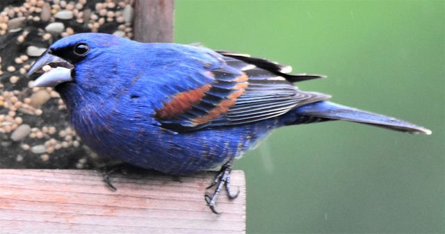 Blue Grosbeak