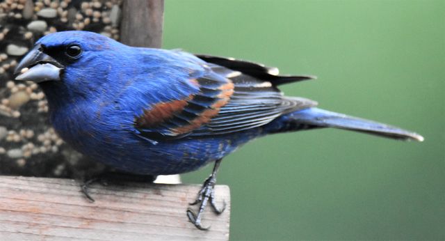 Blue Grosbeak