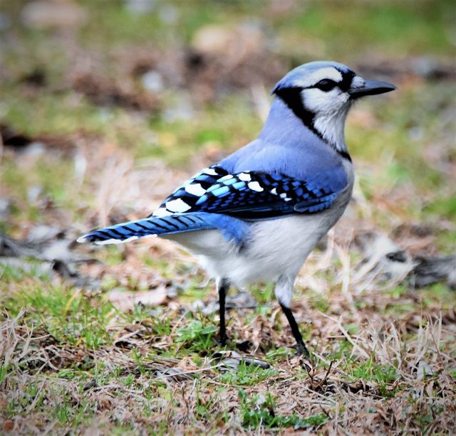 Blue Jay