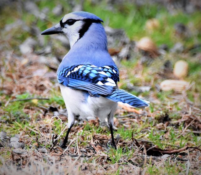 Blue Jay