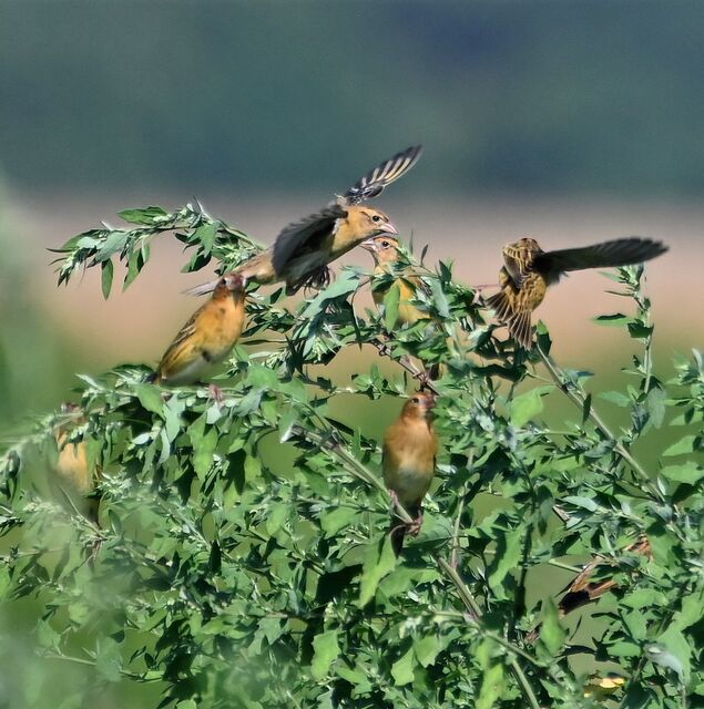 Bobolink
