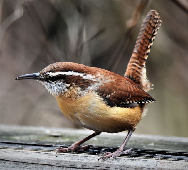 Carolina Wren