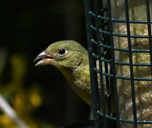 Painted Bunting