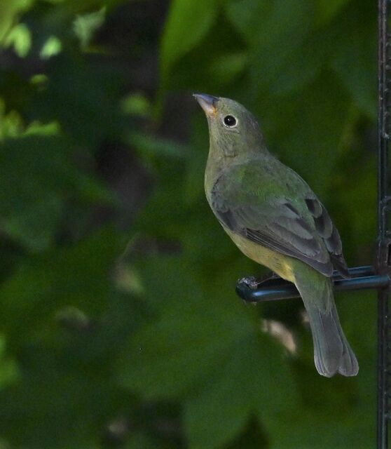 Painted Bunting