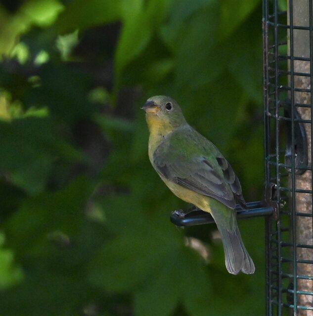 Painted Bunting