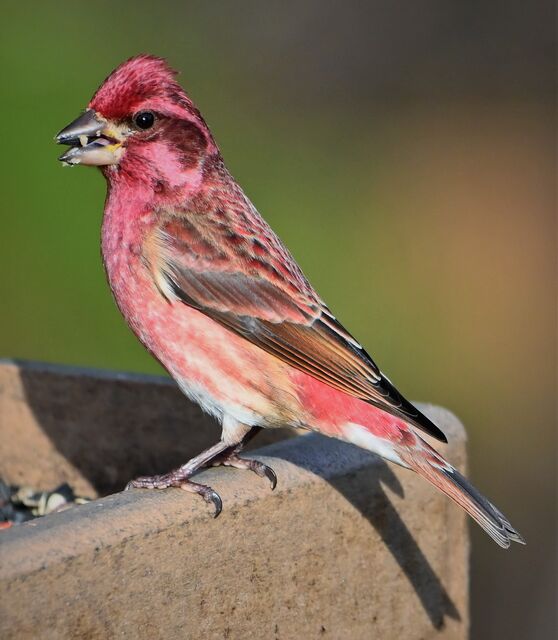 Purple Finch