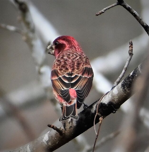 Purple Finch
