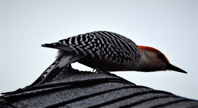 Red-bellied Woodpecker