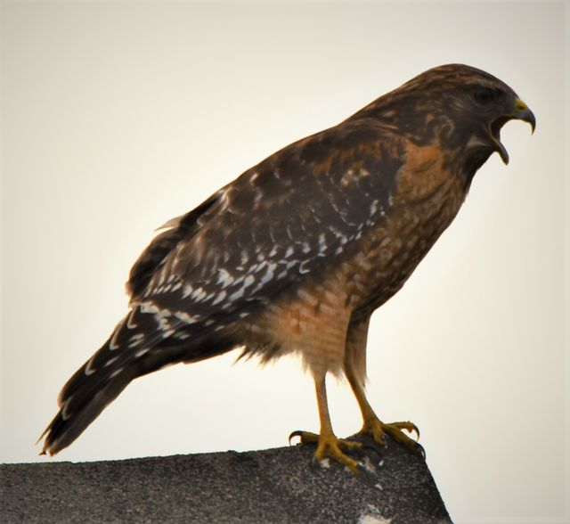 Red-shouldered Hawk