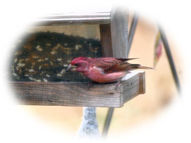 Purple Finch