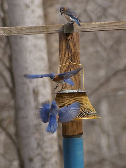 Eastern Bluebirds