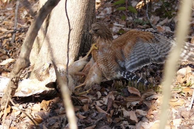 Red-shouldered Hawks