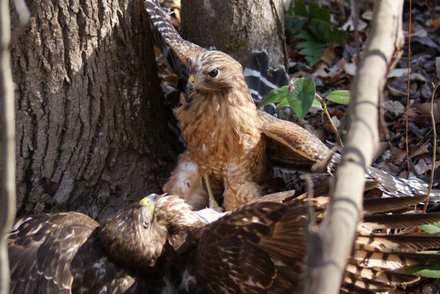 Red-shouldered Hawks