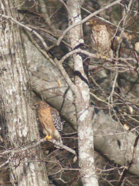 Red-shouldered Hawks