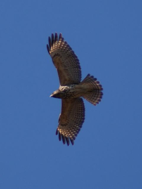 Red-shouldered Hawks