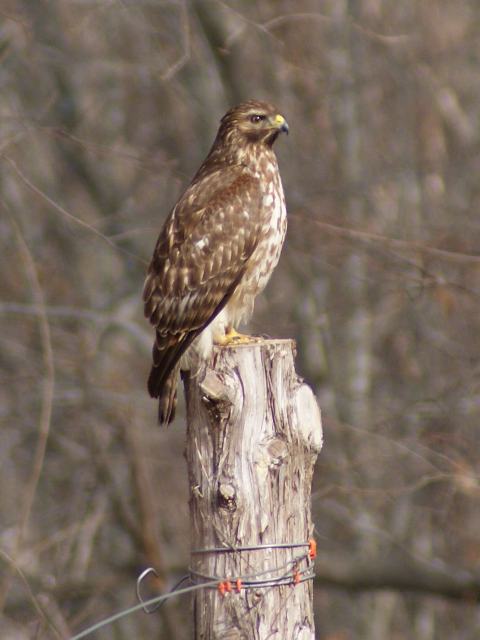 Red-shouldered Hawks