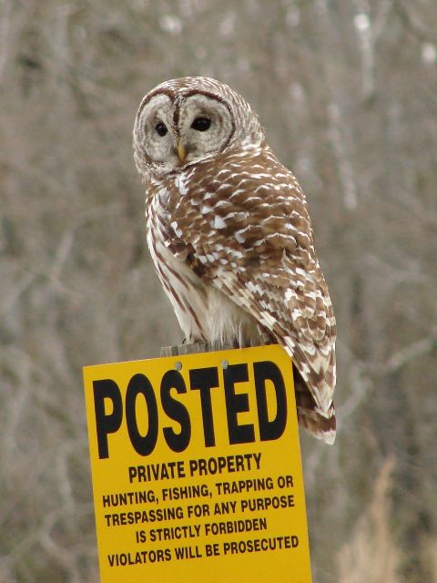 Barred Owl