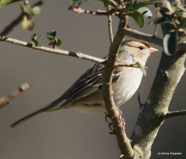 White-crowned Sparrow