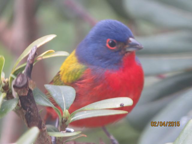Painted Bunting