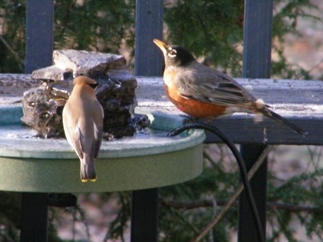 American Robin and Cedar Waxwing